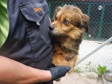 Łidi ok.2 let. malutki piesek czeka na kochający dom Kunów