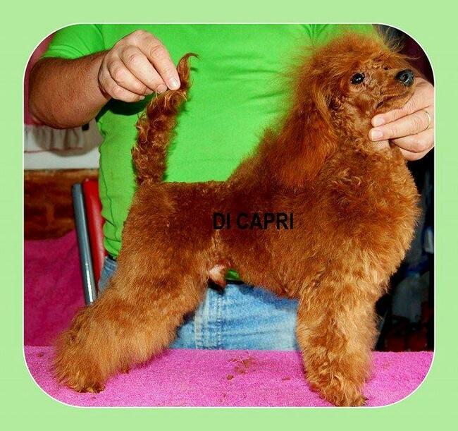 pudel toy red z rodowodem FCI/ZKwP