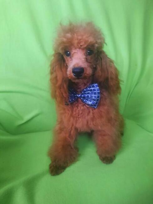 pudel toy red z rodowodem FCI/ZKwP