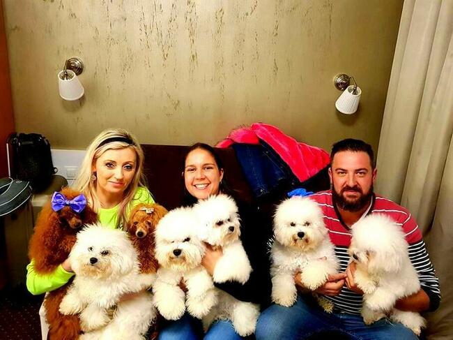 pudel toy red z rodowodem FCI/ZKwP