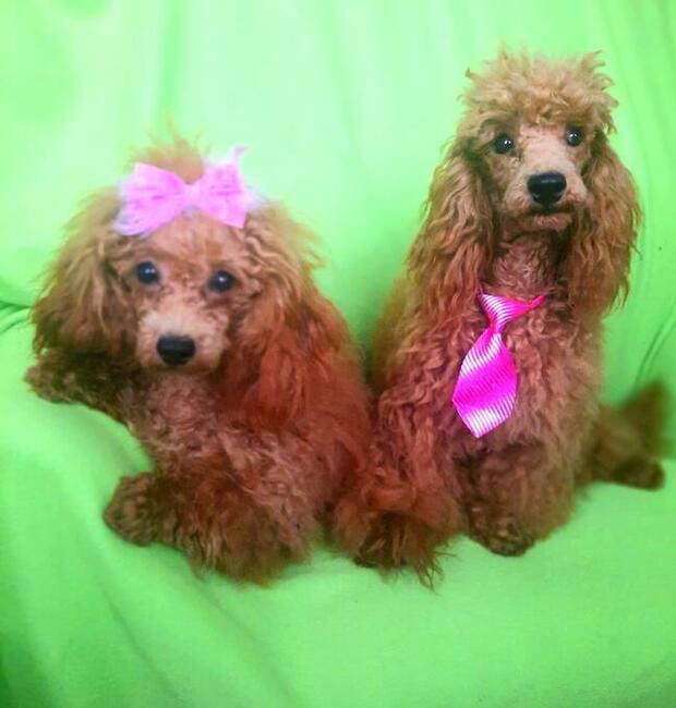 pudel toy red z rodowodem FCI/ZKwP