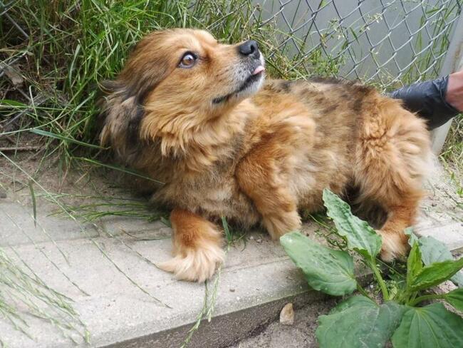 Łidi ok.2 let. malutki piesek czeka na kochający dom Kunów