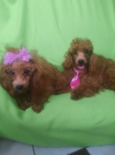 pudel toy red z rodowodem FCI/ZKwP