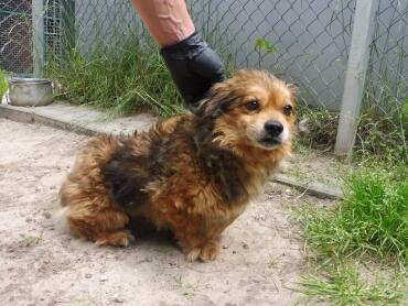 Łidi ok.2 let. malutki piesek czeka na kochający dom Kunów