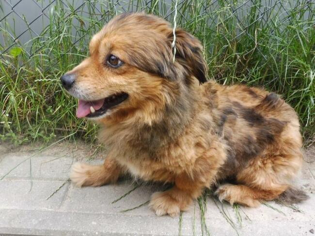 Łidi ok.2 let. malutki piesek czeka na kochający dom Kunów