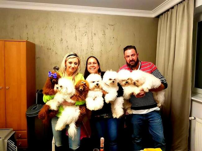 pudel toy red z rodowodem FCI/ZKwP