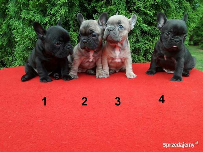 Piękne szczenięta Buldogi francuskie, Buldożki, Buldog