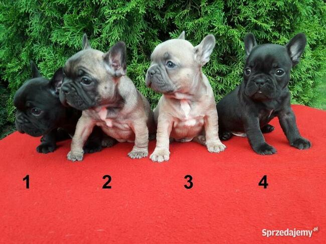 Piękne szczenięta Buldogi francuskie, Buldożki, Buldog