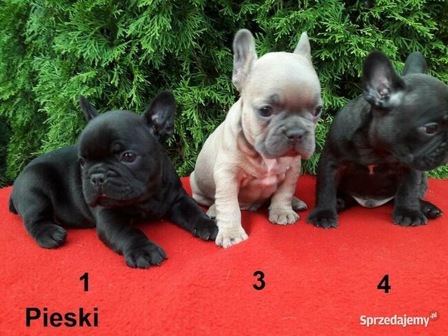 Piękne szczenięta Buldogi francuskie, Buldożki, Buldog