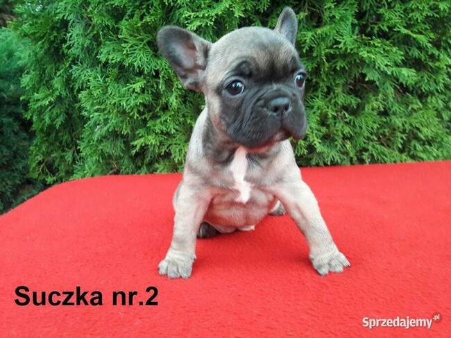 Piękne szczenięta Buldogi francuskie, Buldożki, Buldog