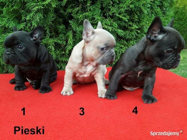 Piękne szczenięta Buldogi francuskie, Buldożki, Buldog