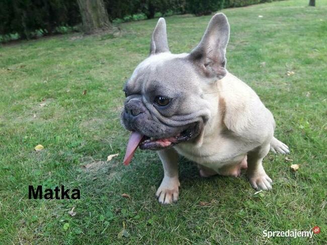 Piękne szczenięta Buldogi francuskie, Buldożki, Buldog