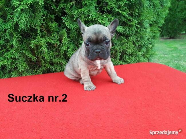 Piękne szczenięta Buldogi francuskie, Buldożki, Buldog