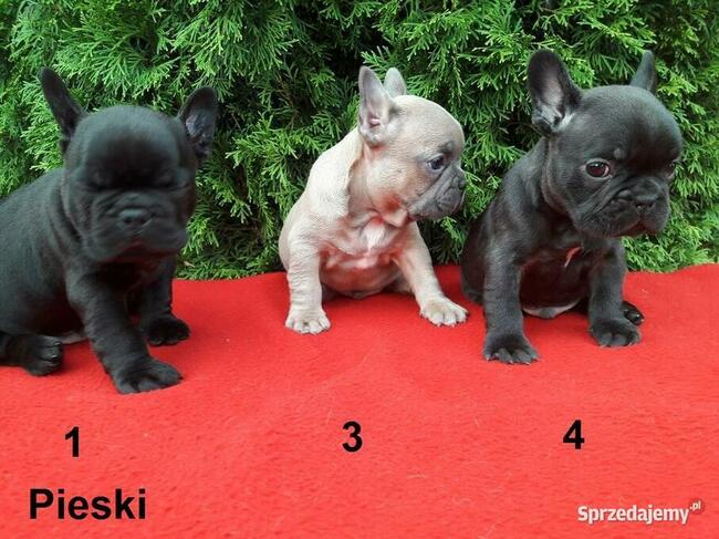 Piękne szczenięta Buldogi francuskie, Buldożki, Buldog