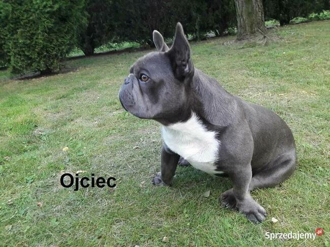 Piękne szczenięta Buldogi francuskie, Buldożki, Buldog