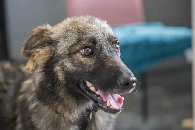 Pimpek - młodziutki, łagodny psiaczek szuka domu!