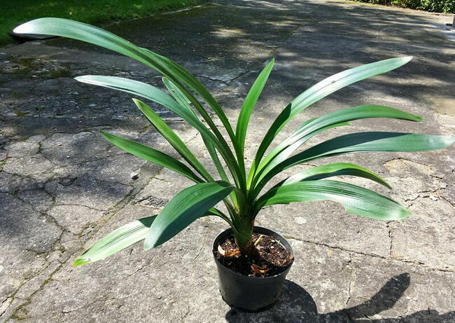 Kliwia Clivia miniata sadzonka Kraków