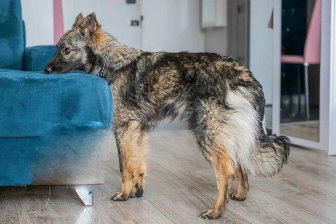 Pimpek - młodziutki, łagodny psiaczek szuka domu!