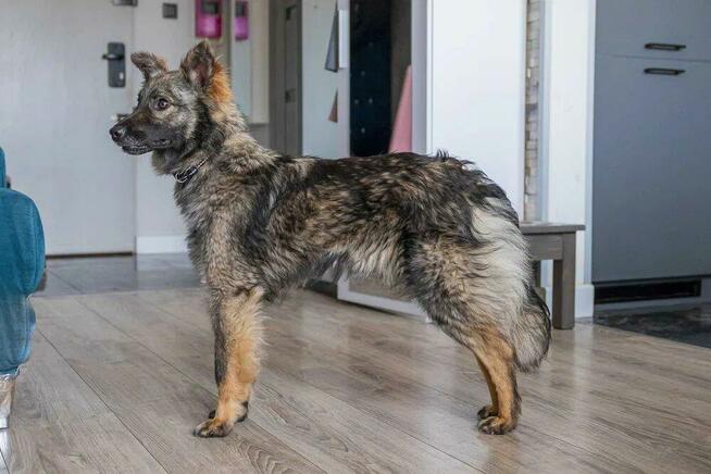 Pimpek - młodziutki, łagodny psiaczek szuka domu!