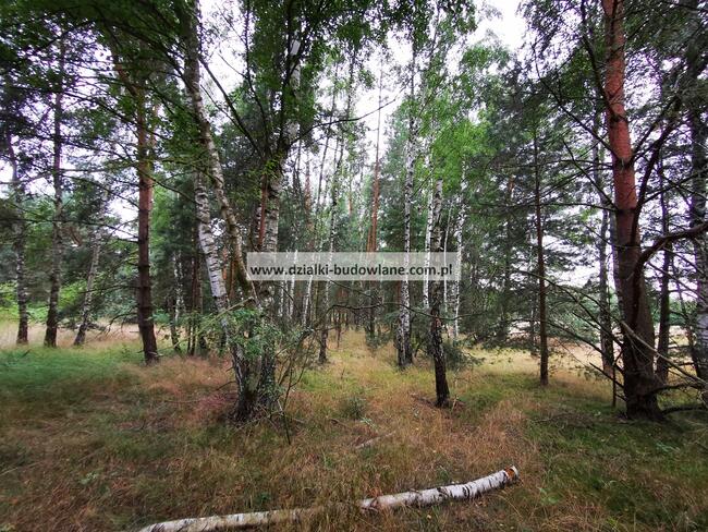 Las. Działka leśna