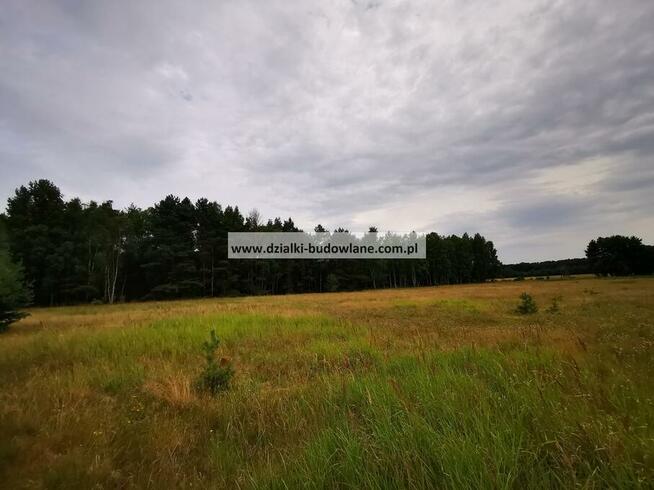 Las. Działka leśna