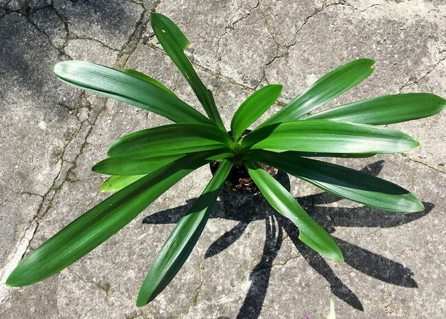 Kliwia Clivia miniata sadzonka Kraków