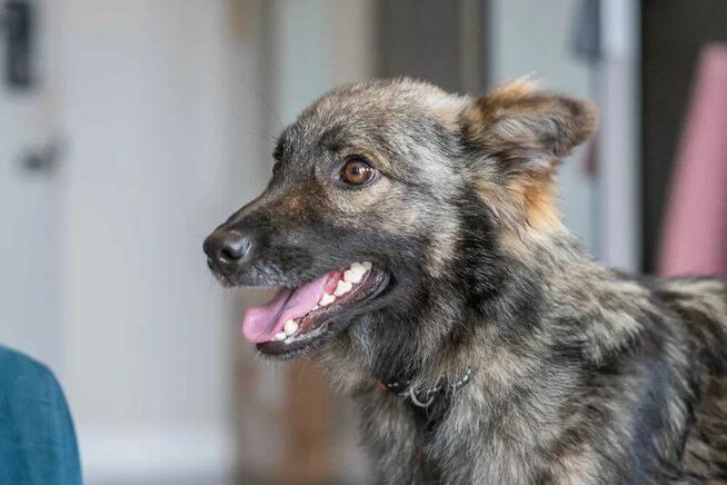 Pimpek - młodziutki, łagodny psiaczek szuka domu!