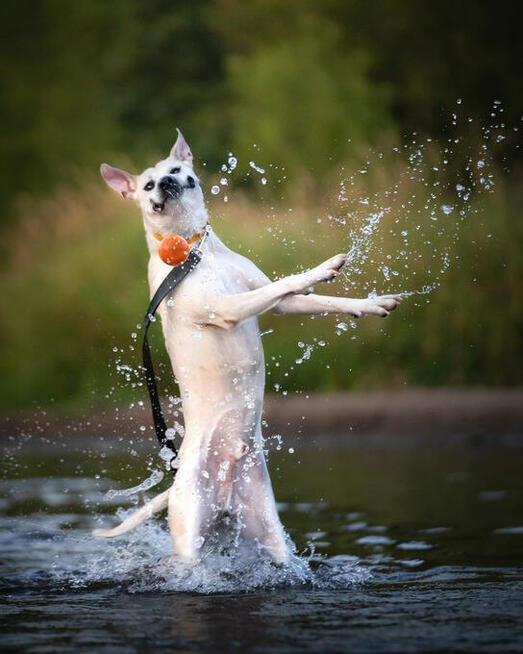 Rozbrykany Joker, wesołek szuka domu!