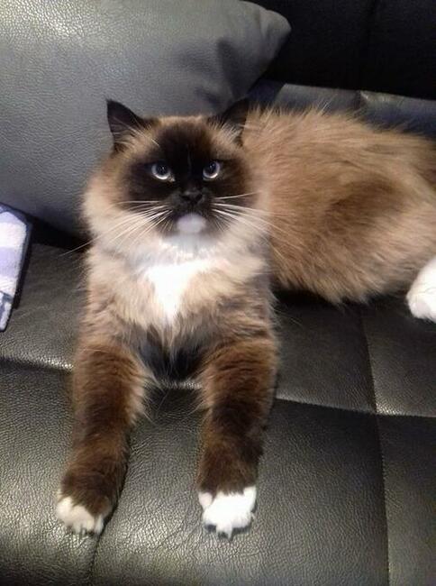 Piękne kocięta Ragdoll