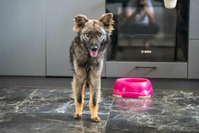 Pimpek - młodziutki, łagodny psiaczek szuka domu!