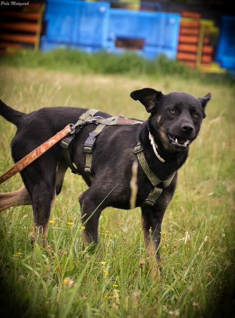 Młodziutka Pola szuka wyjątkowego domku!