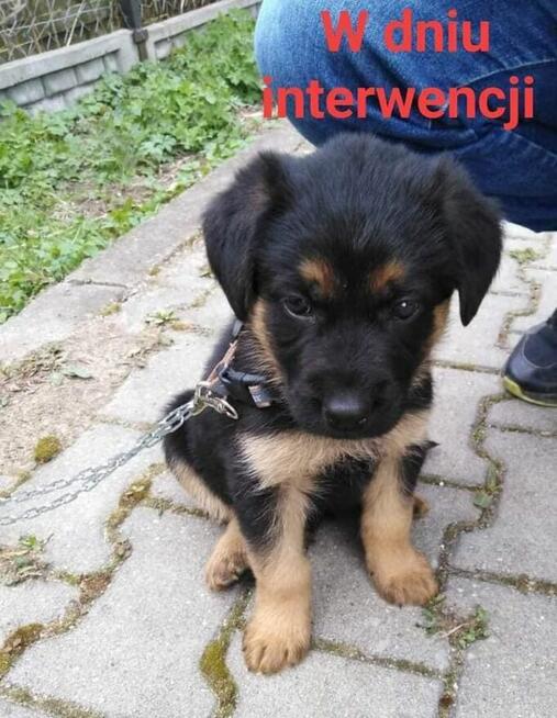Staś ok.2,5 roczny pechowiec błaga o dom Sylwia Wa