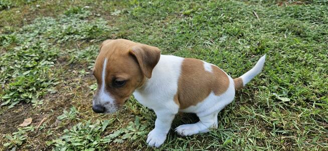 Jack Russel Terier