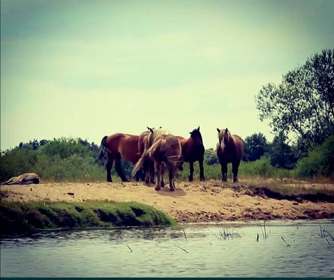 Sprzedam dwie piękne działki budowlano-rekreacyjne, las, rzeka