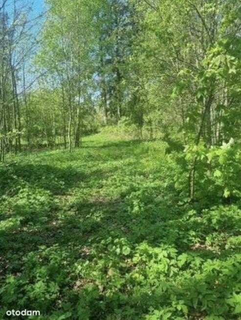 Działka pod zabudowę otoczona naturą