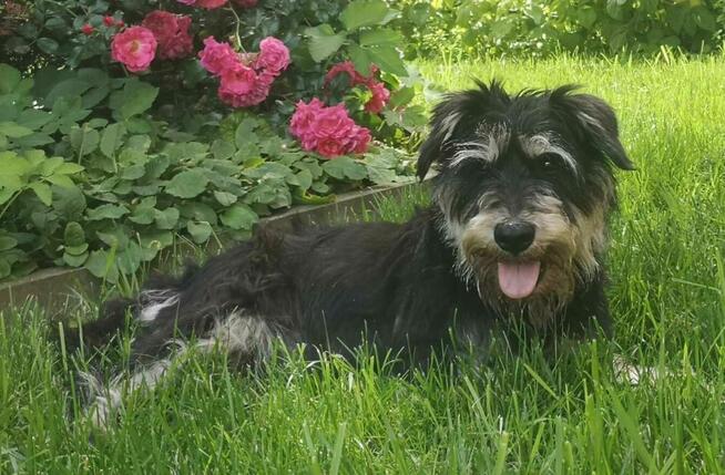 Mimi w typ.ok 7/8 lat, wazy tylko 8 kg.prosi o dom Mariola