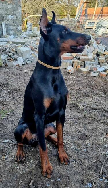 Doberman Europejski Neverland Ranch Kennel