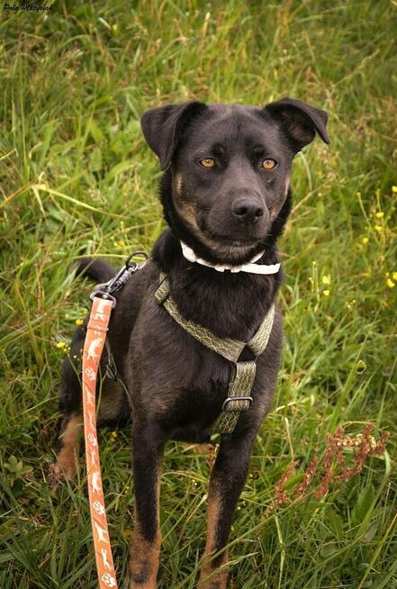 Młodziutka Pola szuka wyjątkowego domku!