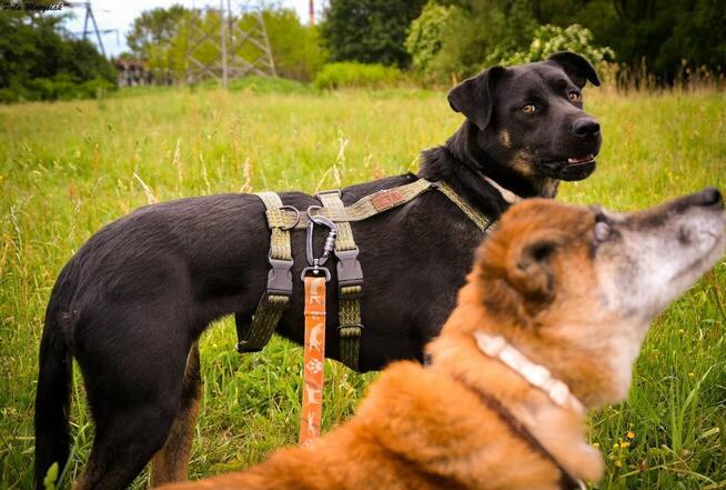 Młodziutka Pola szuka wyjątkowego domku!