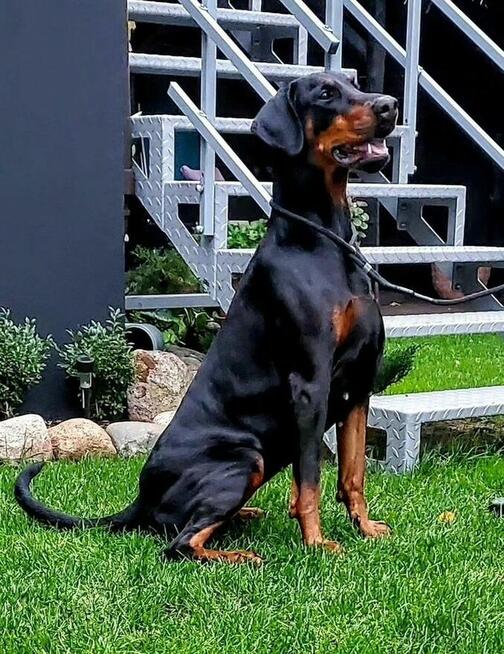 Doberman Europejski Neverland Ranch Kennel