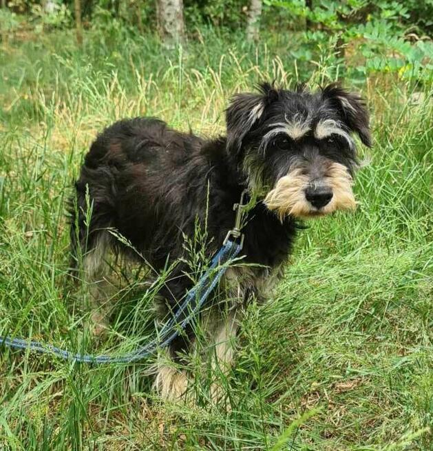 Mimi w typ.ok 7/8 lat, wazy tylko 8 kg.prosi o dom Mariola