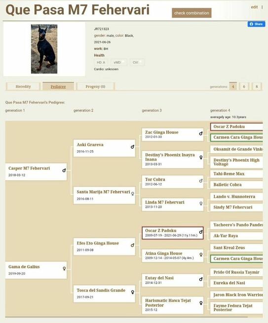 Doberman Europejski Neverland Ranch Kennel