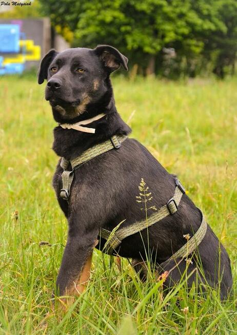 Młodziutka Pola szuka wyjątkowego domku!