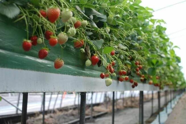 Praca za granicą Belgia sezonowa zbiory sadzenie