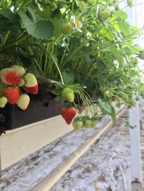 Praca za granicą Belgia sezonowa zbiory sadzenie