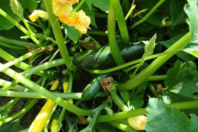 zbieranie warzyw Belgia