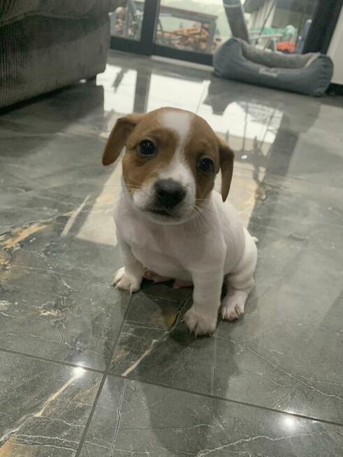 Jack Russel terrier