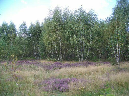 Działki k/Grodziska Maz.- szybki dojazd do W-wy A2 i S8