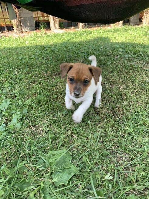Jack Russel terrier