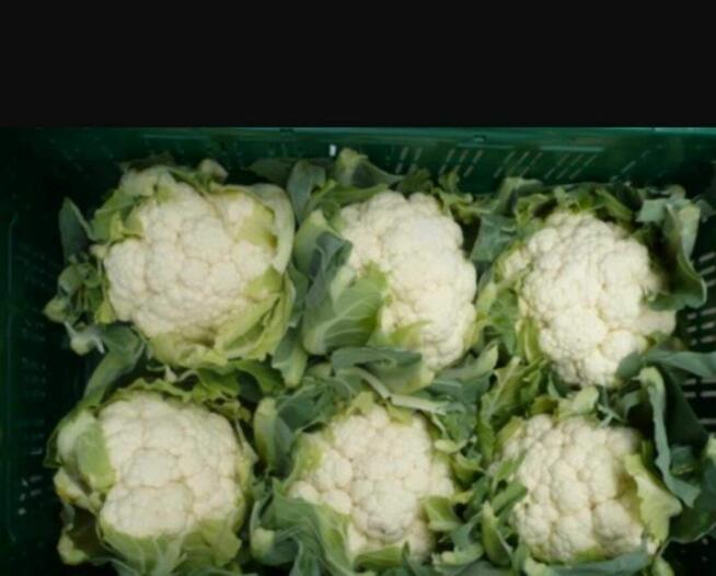 Praca w Belgii zbiory warzyw